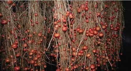 无土绿植怎么养