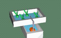 无土绿植怎么养