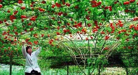 无土绿植怎么养