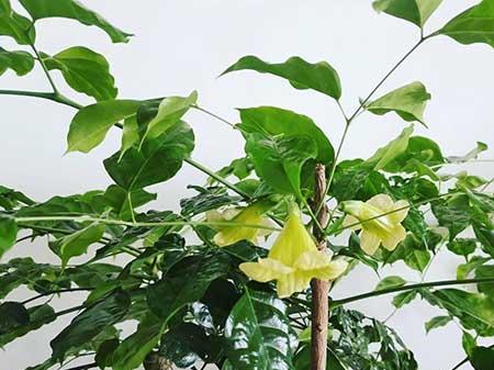 屋里养什么绿植