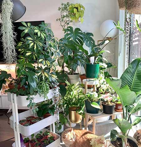 屋里养什么绿植