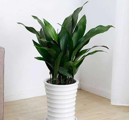 屋里养什么绿植