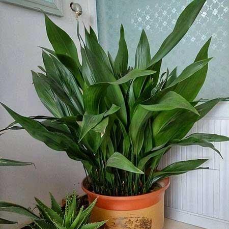 屋里养什么绿植