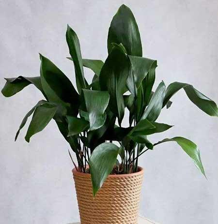 屋里养什么绿植