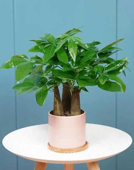 屋里养什么绿植