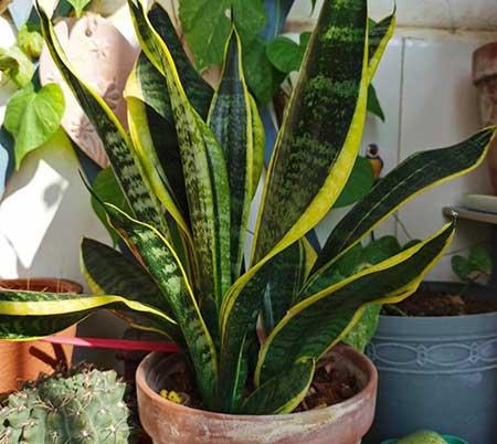 屋里养什么绿植