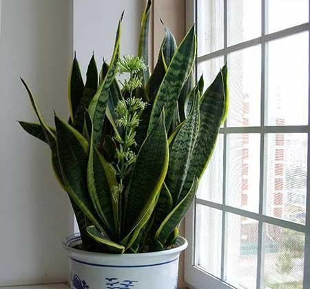 屋里养什么绿植
