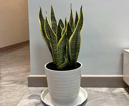 屋里养什么绿植