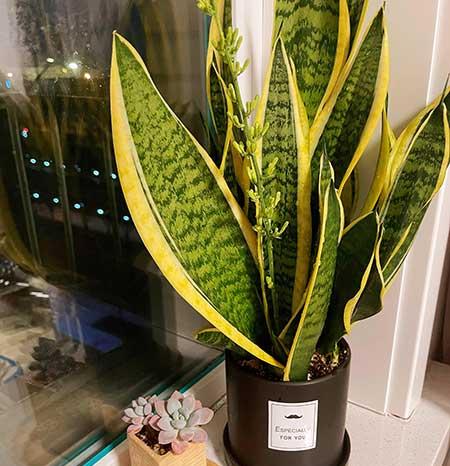 屋里养什么绿植