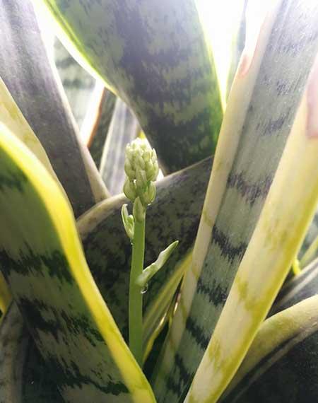 屋里养什么绿植