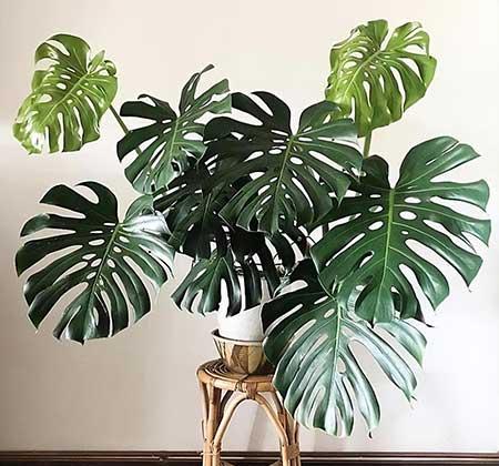 屋里养什么绿植