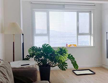 屋里养什么绿植