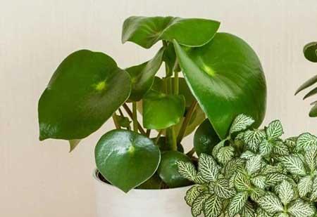 卫生间养什么植物好