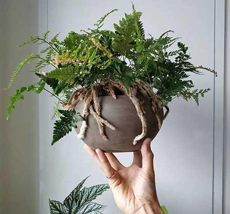 卫生间养什么植物好