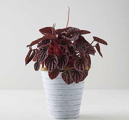 卫生间养什么植物好