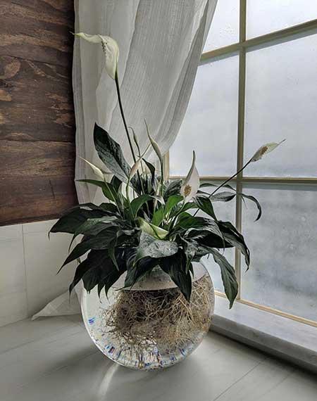 卫生间养什么植物好