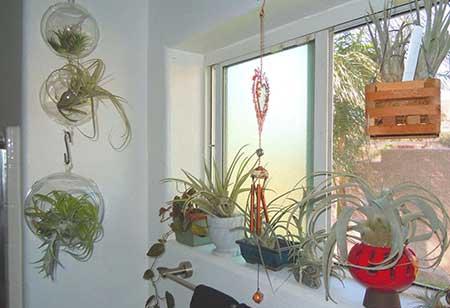 卫生间养什么植物好