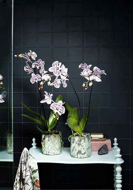 卫生间养什么植物好