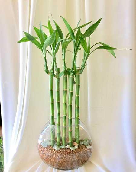 卫生间养什么植物好