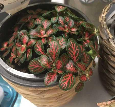 卫生间养什么植物好