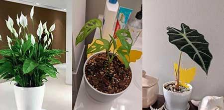 卫生间可以养绿植吗