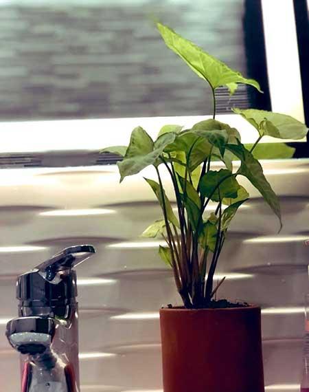 卫生间可以养绿植吗