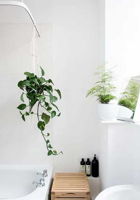 卫生间可以养绿植吗