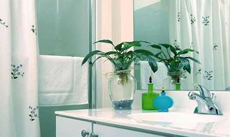 卫生间可以养绿植吗