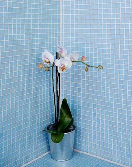 卫生间可以养绿植吗