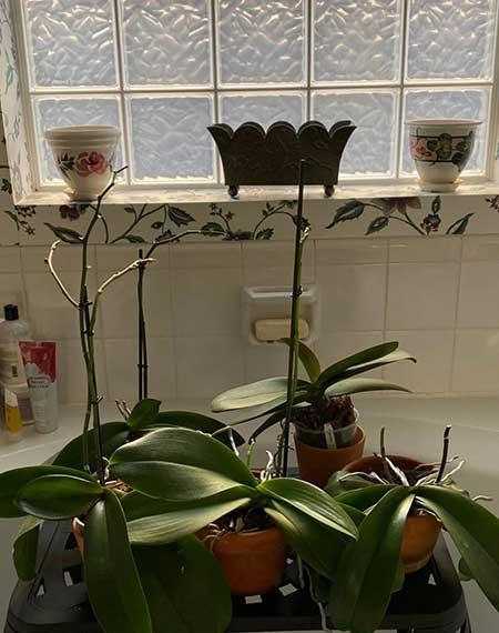 卫生间可以养绿植吗