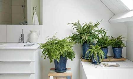 卫生间可以养绿植吗