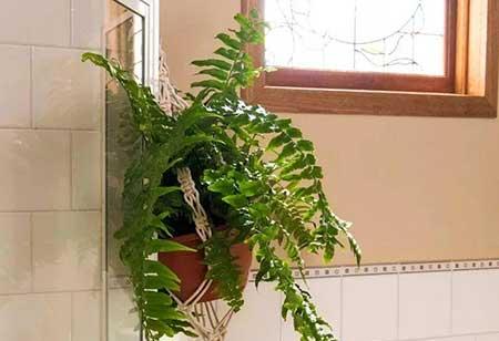 卫生间可以养绿植吗