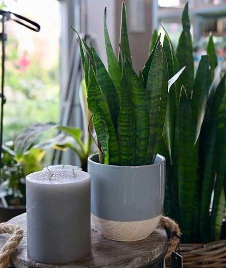 卫生间可以养绿植吗