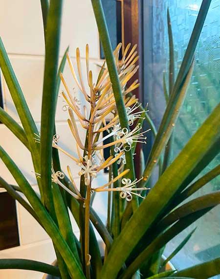 卫生间可以养绿植吗