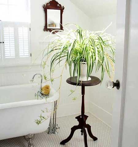卫生间可以养绿植吗