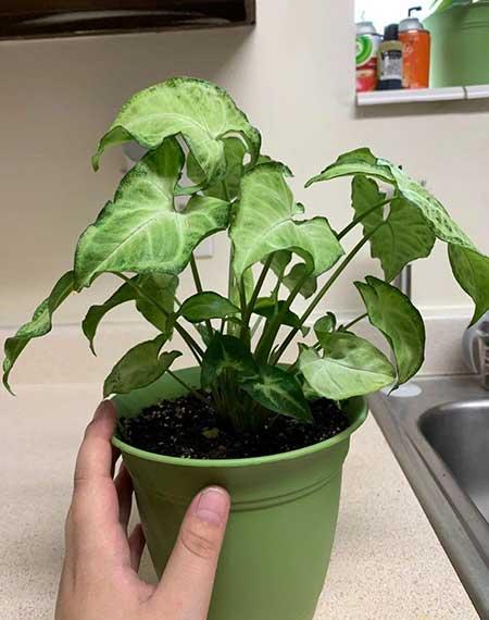 卫生间可以养绿植吗