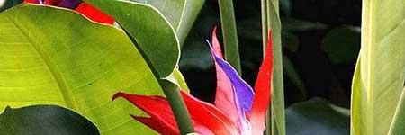 天堂鸟绿植养殖