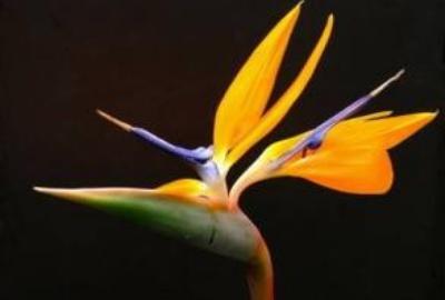 天堂鸟绿植养殖