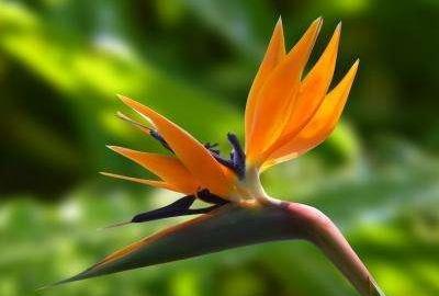 天堂鸟绿植养殖