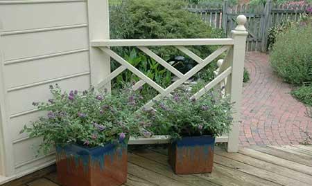 四季青绿植怎么养