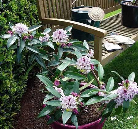 四季青绿植怎么养