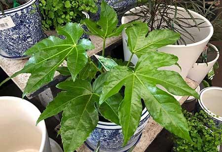 四季青绿植怎么养