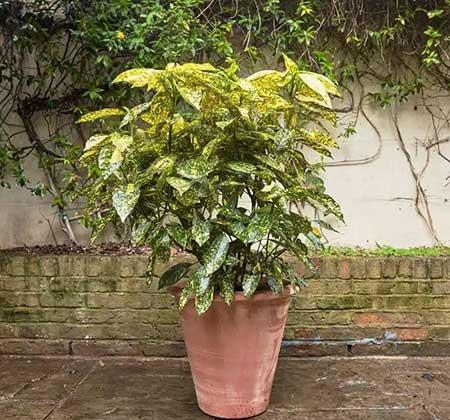 四季青绿植怎么养