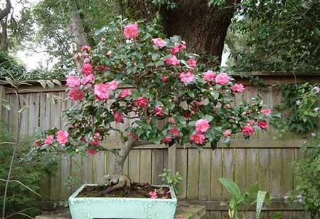 四季青绿植怎么养