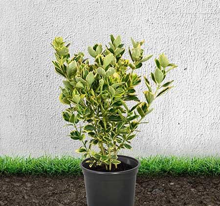 四季青绿植怎么养