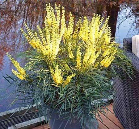 四季青绿植怎么养