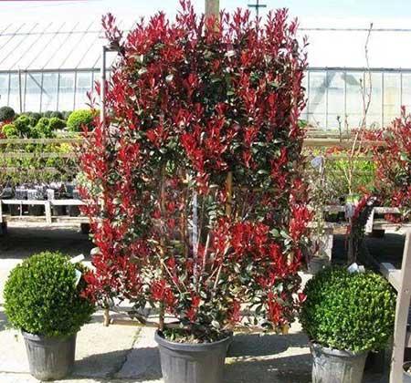 四季青绿植怎么养