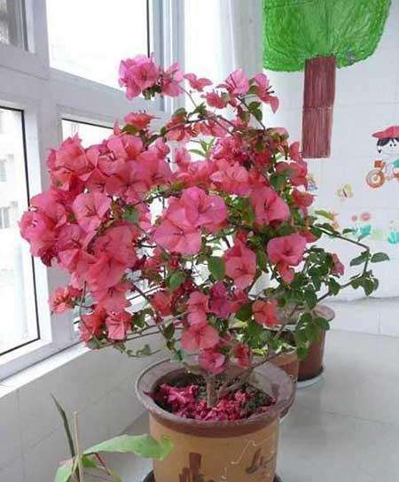 四季好养的花有哪些