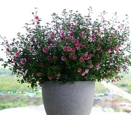 四季好养的花有哪些