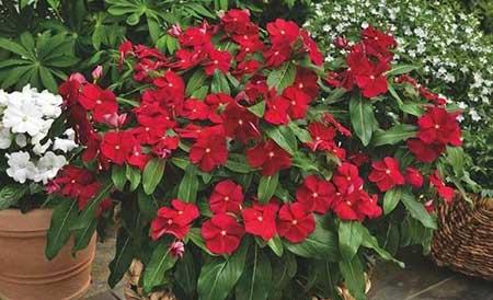 四季好养的花有哪些